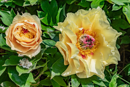 Yellow Peonies in Bloom on a Spring Afternoon, York County, Pennsylvania USAの写真素材