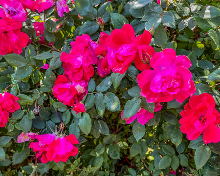 Red Roses in the Morning Dew, York County Pennsylvania USAの写真素材