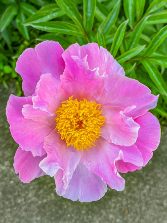 Purple Peony Bloom on a Spring Morning, York County Pennsylvania USAの写真素材