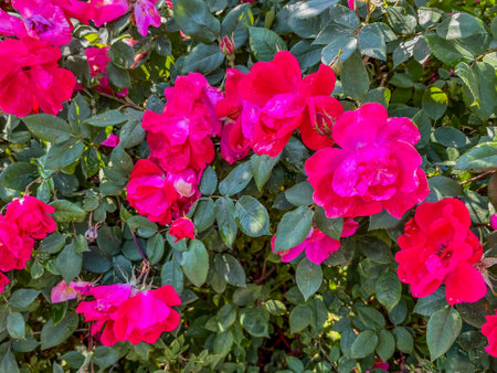 Red Roses in the Morning Dew, York County Pennsylvania USAの写真素材