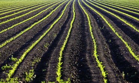 row of green baby leaf in texasの写真素材