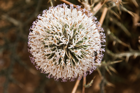 Blooming echinops, Riyadh Provinceの写真素材