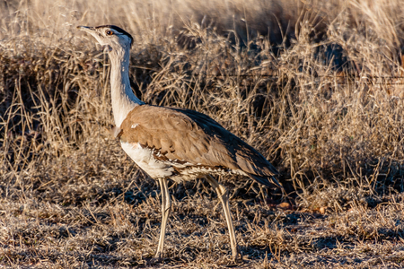 Australian Bustard (Ardeotis australis) in the typical habitat