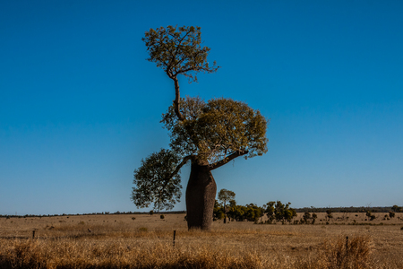 Adansonia gregorii, commonly known as the boab, a tree in the family Malvaceae.の写真素材