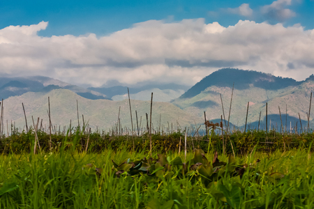 The floating gardens of the Inle Lakeの写真素材