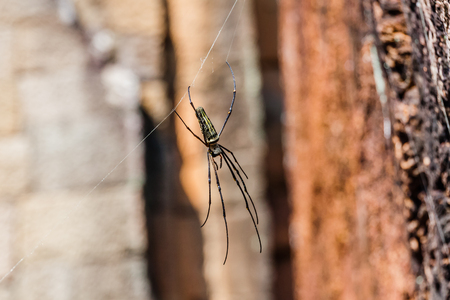 The Bayon Temple, Angkor Thom, Siem Reap, Cambodiaの写真素材