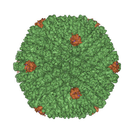 The quasi-atomic 3D Gaussian surface model of human adenovirus type 5 capsid, white background