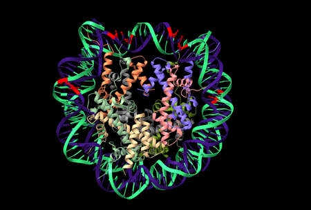 Human nucleosome with CpG methylated (red) DNA showed, 3D cartoon model isolated, black backgroundの写真素材