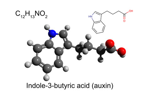 Chemical formula, skeletal formula, and 3D ball-and-stick model of indole-3-butyric acid, one of the plant hormones auxins, white backgroundの写真素材