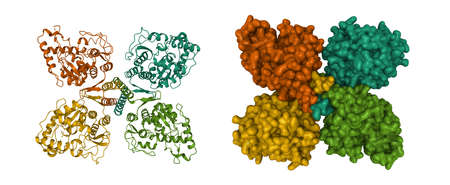 Structure of phenylalanine hydroxylase tetramer, an enzyme implicated in phenylketonuria, 3D cartoon and Gaussian surface models, chain id color scheme, based on PDB 2pah, white backgroundの写真素材