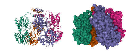 Structure of E. coli Lac repressor core tetramer. 3D object and Gaussian surface models, chain id color scheme, PDB 1tlf, white backgroundの写真素材