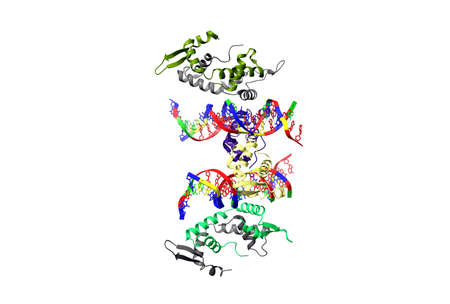 Crystal structure of Foxp2 bound specifically to DNA. 3D object model, chain id color scheme, PDB 2a07, white background.の写真素材