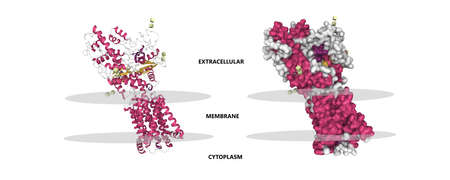 Structures of human patched 1 (PTCH1) tumor suppressor, 3D cartoon and Gaussian surface models, secondary structure color scheme, PDB 6oeu, white backgroundの写真素材