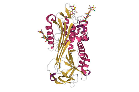 Structure of plasma beta-antithrombin III. 3D cartoon model with attached carbohydrate residues shown, secondary structure color scheme, PDB 1e04, white backgroundの写真素材