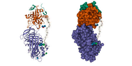 Structure of the antithrombin (violet)-thrombin (brown-green)-heparin ternary complex. 3D cartoon and Gaussian surface models, secondary structure color scheme, PDB 1tb6, white backgroundの写真素材