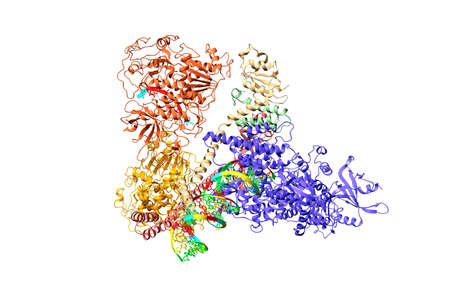 Structure of SARS-CoV-2 mini replication and transcription complex. 3D object model, chain id color scheme, PDB 7cxm, white backgroundの写真素材