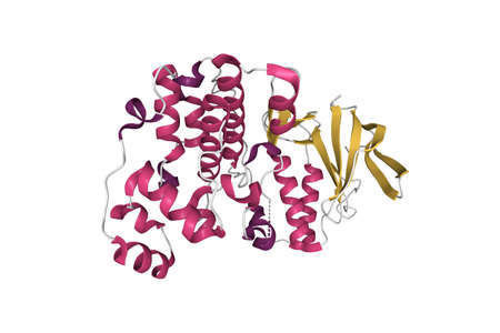 Structure of p38alpha mitogen-activated protein kinase. 3D object model, secondary structure color scheme, PDB 1r39, white backgroundの写真素材