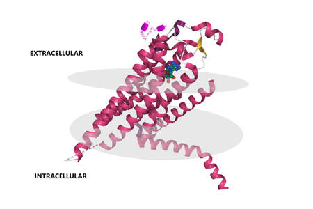 Human adenosine A2a receptor with adenosine bound. 3D cartoon model, secondary structure color scheme, PDB 2ydo, white backgroundの写真素材