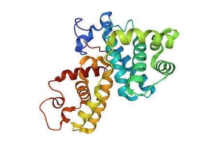 Crystal structure of human cyclin K. 3D cartoon model, PDB 2i53, white backgroundの写真素材