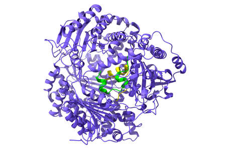 Structure of human insulin-degrading enzyme (blue) in complex with insulin (green-yellow). 3D cartoon model, PDB 2wby, white background.の写真素材