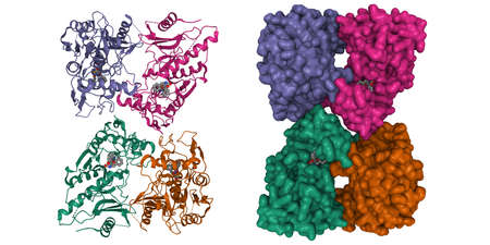 Structure of streptococcal pyrogenic exotoxin B (SpeB) tetramer with inhibitor (grey). 3D cartoon and Gaussian surface models, chain id color scheme, PDB 1pvj, white backgroundの写真素材