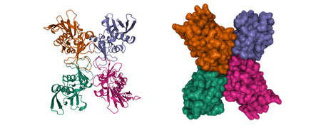 Structure of streptococcal pyrogenic exotoxin A1 (SpeA) tetramer. 3D cartoon and Gaussian surface models, chain id color scheme, PDB 1b1z, white backgroundの写真素材