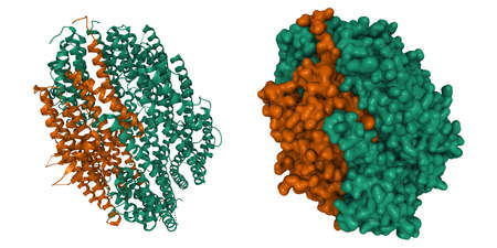 Structure of human translin (green)-TRAX (brown) complex. 3D cartoon and Gaussian surface models, PDB 3pja, white backgroundの写真素材