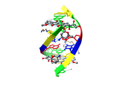 Structure of DNA complexed with anticancer drug doxorubicin (grey). 3D ball-and-stick model, PDB 1d12, white background.の写真素材