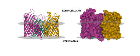 Photo of Structure of outer membrane - ID:1-182411543 - Royalty Free ...