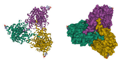 Structure of human soluble adenylyl cyclase with adenosine-cyclic-monophosphate. 3D cartoon and Gaussian surface models, PDB 3clt, chain identity color scheme, white backgroundの写真素材