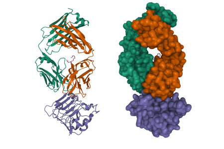 Structure of the anticancer drug panitumumab in complex with epidermal growth factor receptor domain 3 (violet). 3D cartoon model, chain id color scheme, PDB 5sx4, white backgroundの写真素材