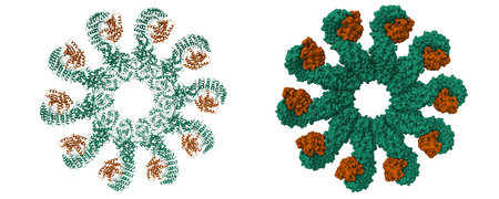 Cryo-EM structure of the active NLRP3 inflammasome disk. 3D cartoon and Gaussian surface models, PDB 8ej4, entity id color scheme, white backgroundの写真素材