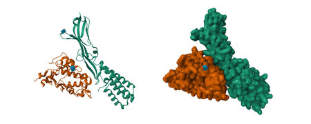 Crystal structure of human IZUMO1(green)-JUNO(brown) complex. 3D Gaussian surface models, PDB 5jkc, entity id color scheme, white backgroundの写真素材