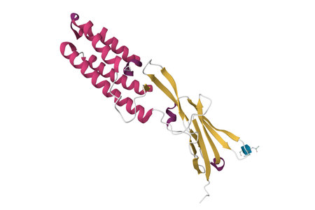 Crystal structure of human sperm membrane protein IZUMO1. 3D model, PDB 5jk9, secondary structure color scheme, white backgroundの写真素材