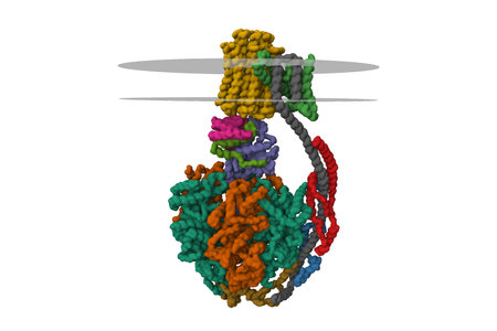 Bovine mitochondrial ATP synthase, 3D Gaussian surface model isolated, chain id color scheme, putative membrane shown, PDB 5ara, white backgroundの写真素材