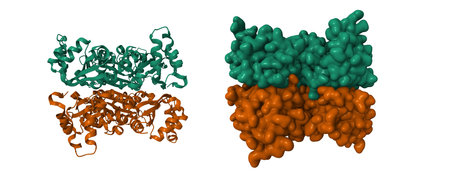 Human nucleoside diphosphate kinase 4. 3d cartoon and Gaussian surface models, chain id color scheme, PDB 1ehw, white backgroundの写真素材