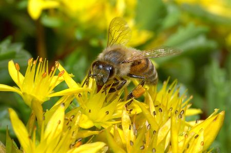 bee on a blossom