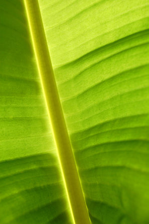 backlit Palmの写真素材