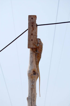 Reptile Camouflage on Light Poleの写真素材