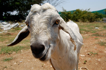 Curious Goatの写真素材