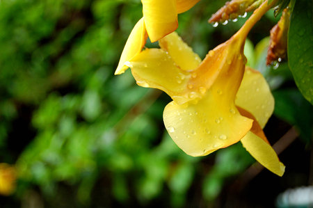 Dew on Yellow Flowers on Green Backgroundの写真素材