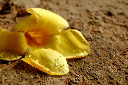 Dew on Yellow Flowers on the Brown Groundの写真素材