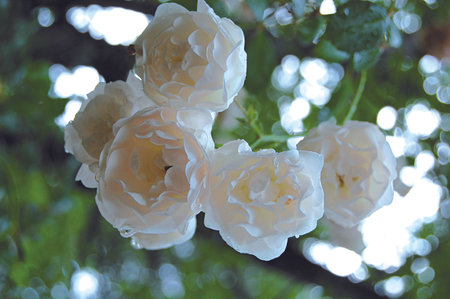 Down View White Rose in Blur Backgroundの写真素材