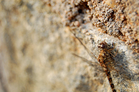 Camouflaged Dragonfly on the Wallの写真素材