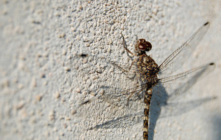 Camouflaged Dragonfly on White Wallの写真素材