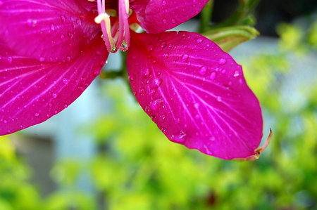 Macro of Partial Fuchsia Flowers on Green Blur Backgroundの写真素材