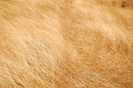 Straw in the Windの写真素材