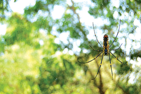 Back View Spider on Netの写真素材