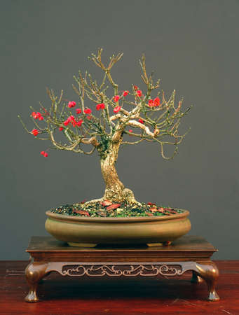 European euonymus, Euonymus euroopea, informal broom form, 35 cm high, around 40 years old, styled by Walter Pall, picture 10/2005の写真素材