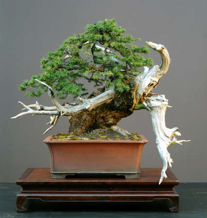European spruce, Picea abies, 50 cm high, around 300 years old, collected in Switzerland, styled by Walter Pall, pot by Derek aspinall, calledの写真素材